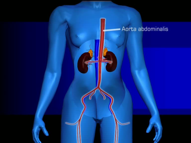aorta abdominalis