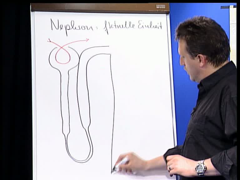 nephron 