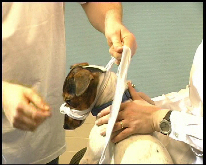 Erste Hilfe beissen Maulkorb Nacken Maul Hunderasse 