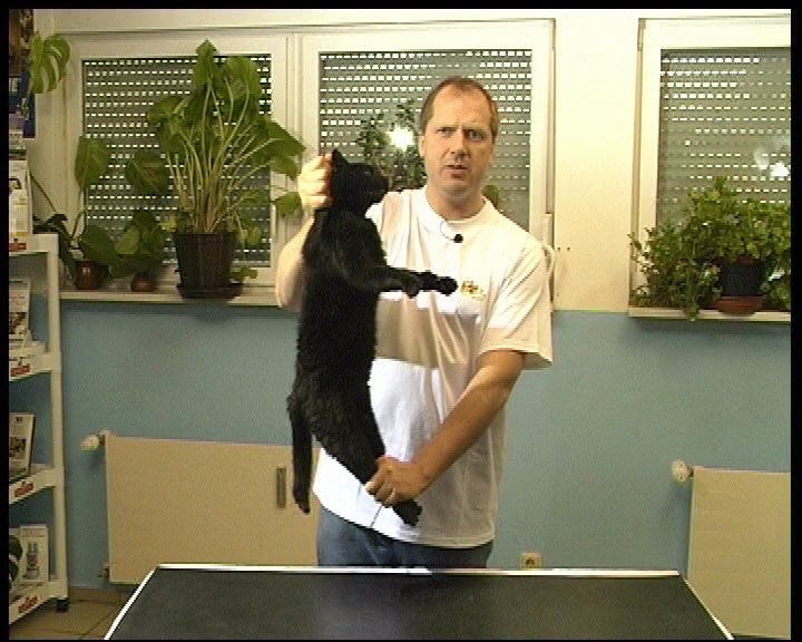 Erste Hilfe Katze Genick packen Tierarzt