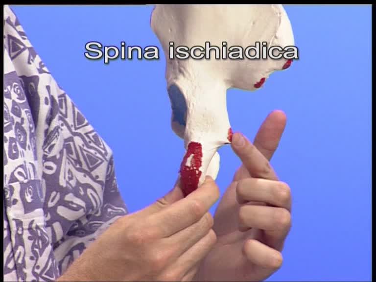 spina ischiadica