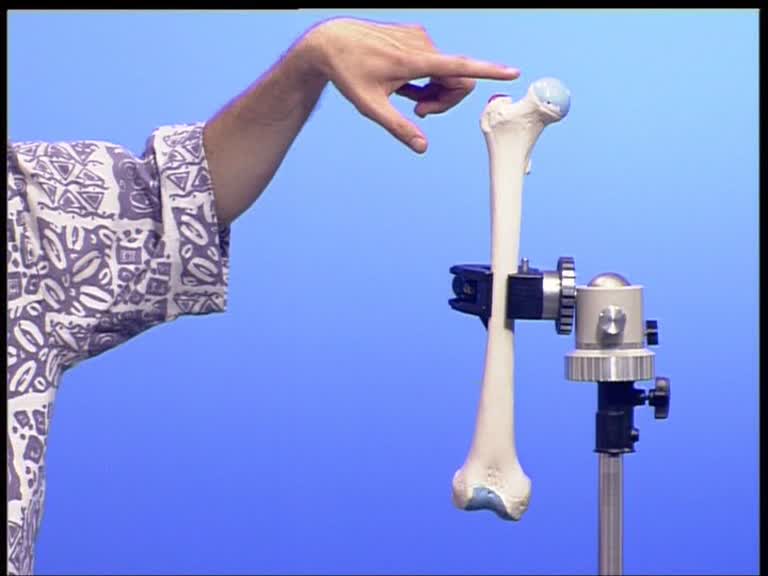 femur