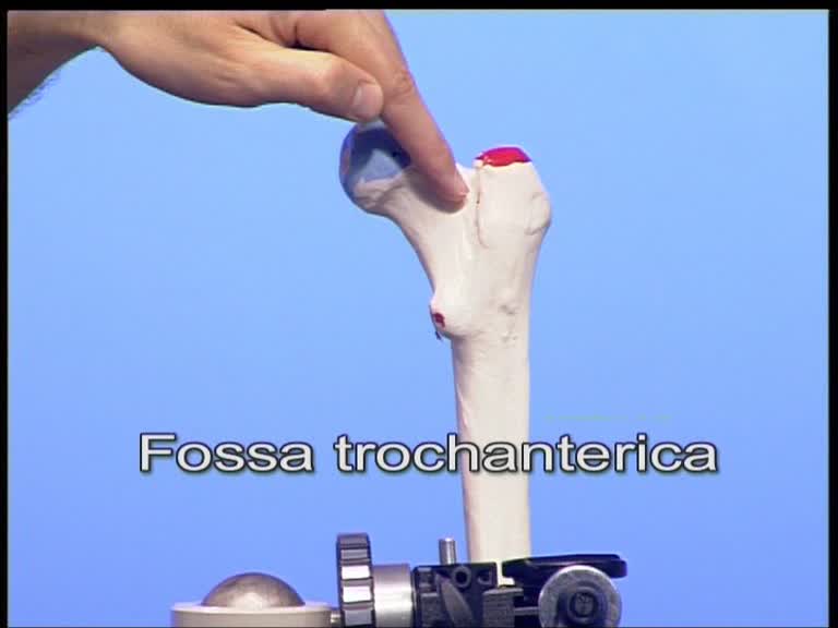 fossa trochanterica