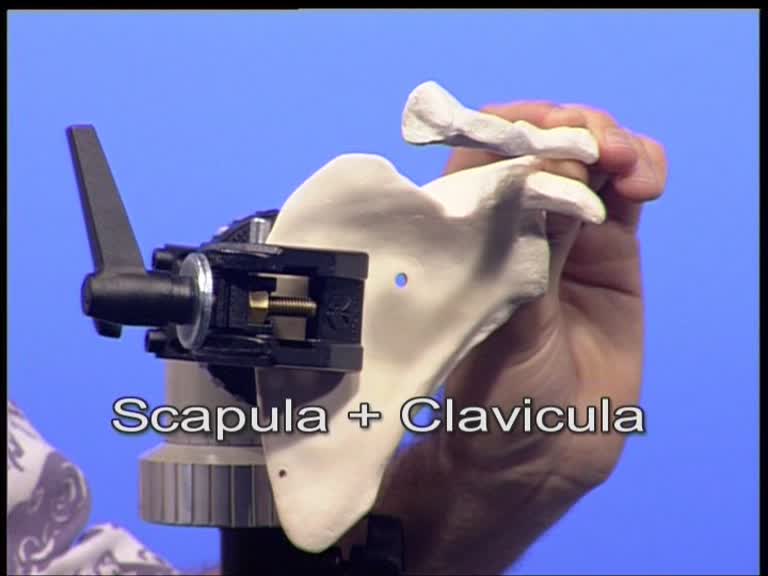 scapula clavicula