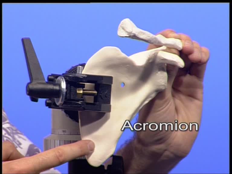 acromion