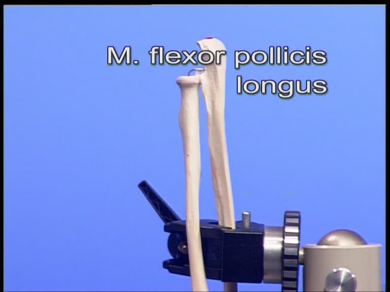 musculus flexor pollicis longus
