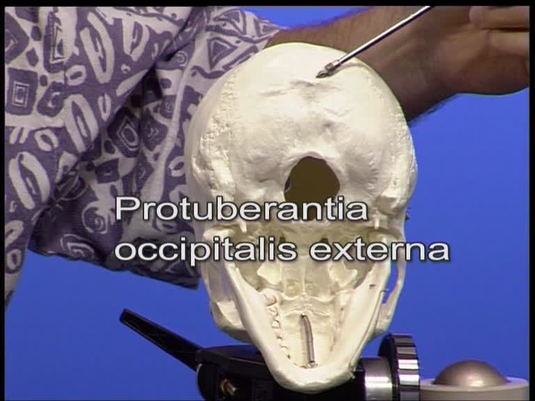 protuberantia occipitalis externa