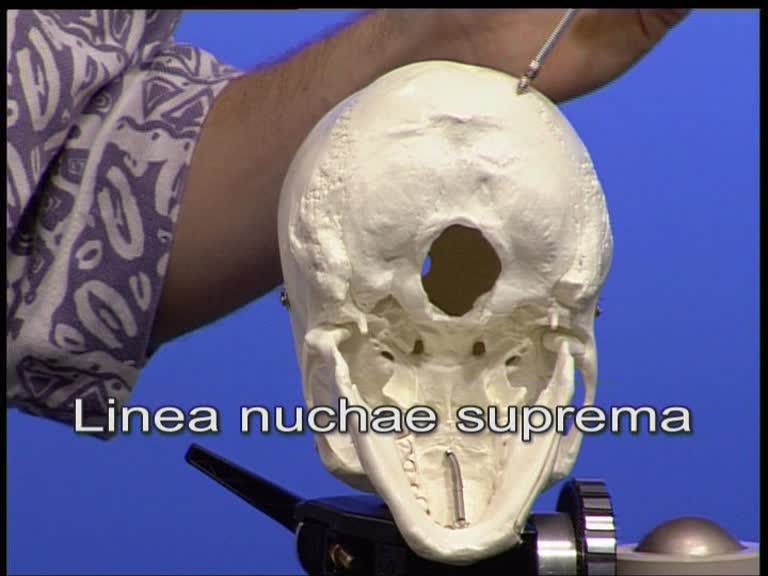 linea nuchae suprema