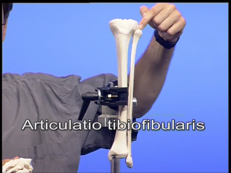 articulatio tibiofibularis