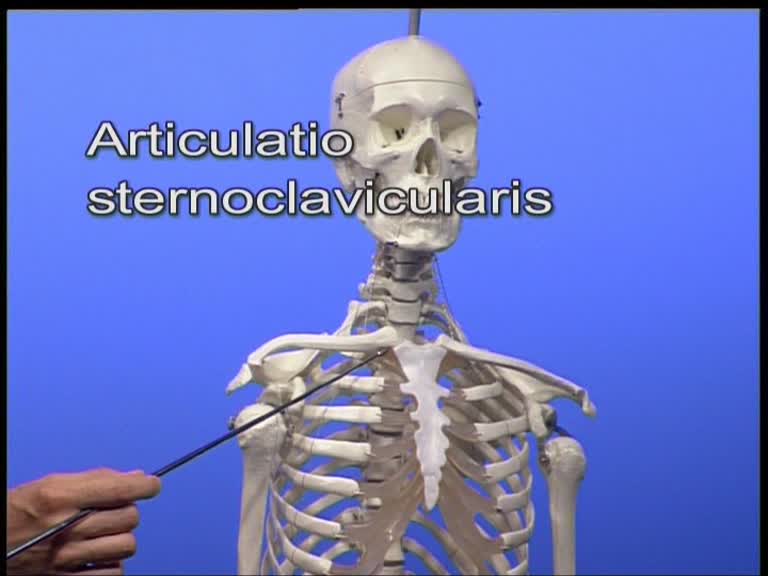 articulatio sternoclavicularis