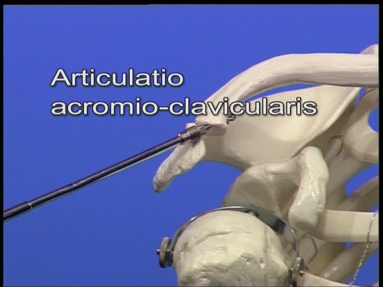 articulatio acromio-clavicularis