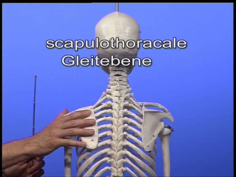 scapulothoracale gleitebene