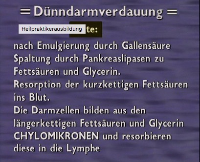dünndarm