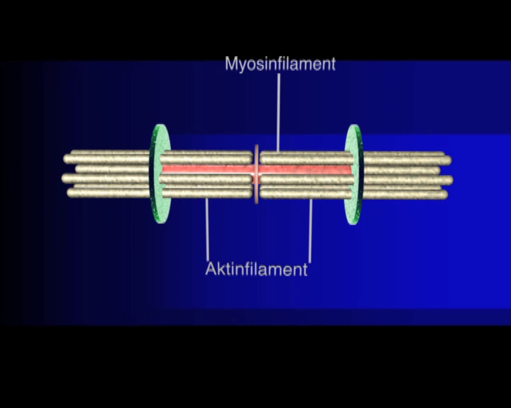 adenosintriphosphat