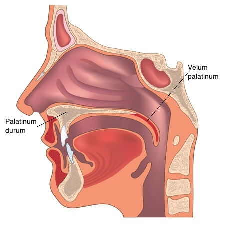 In der Mundhöhle befindet sich auch der Gaumen mit dem Palatinum durum