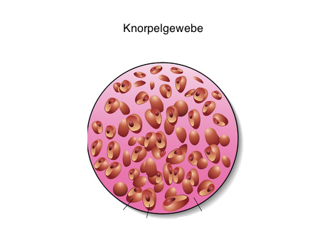 elastisches Knorpelgewebe