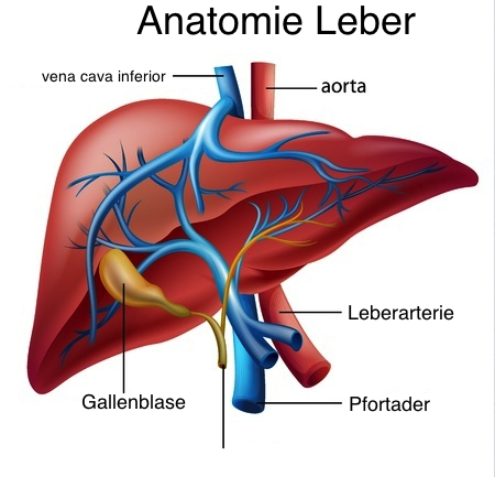 leber anatomie. 