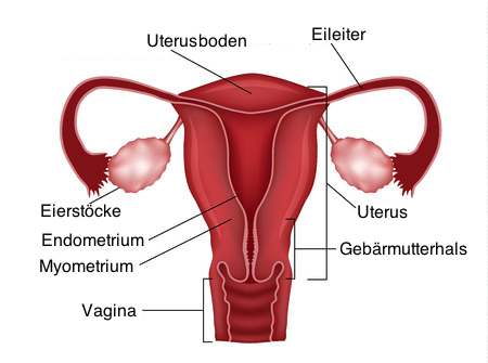 uterus anatomie mit myometrium