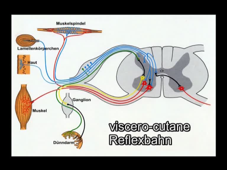 viscero-cutane reflexbahn